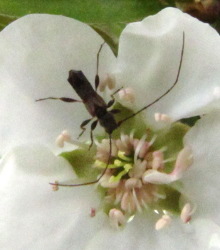 Long-horned beetle