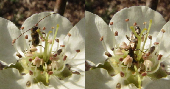 Soldier beetle on pear flower