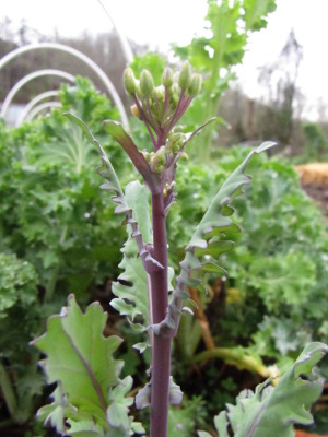 Bolting kale