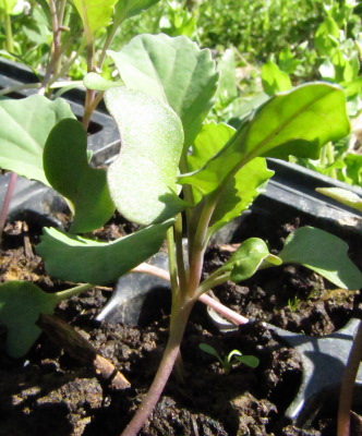 Cabbage seedling