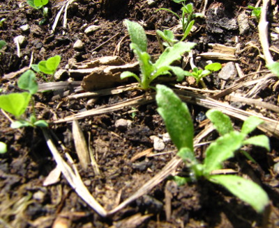 Poppy seedlings and weeds