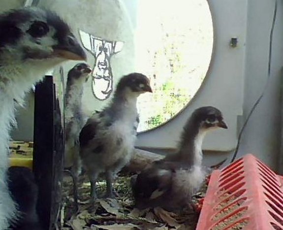using a networked web camera to keep tabs on new born chicks