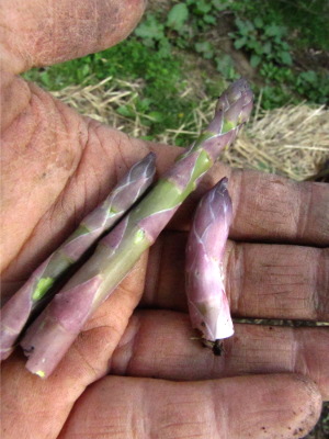 First asparagus