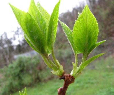 Hardy kiwi leaves