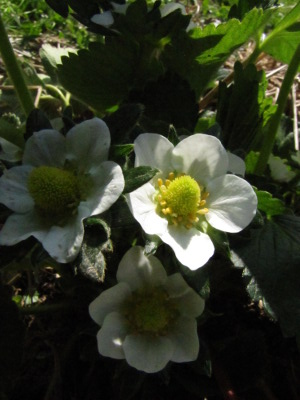 Strawberry flowers