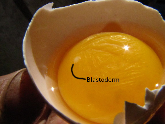 What happens to an unfertilized egg?