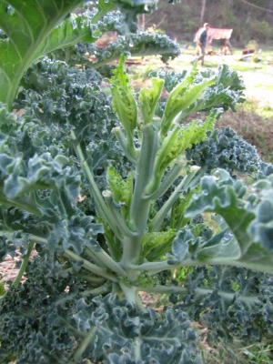 Bolting kale