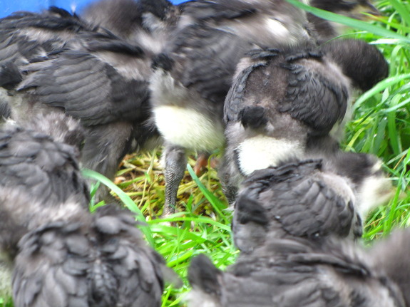 Chick butts