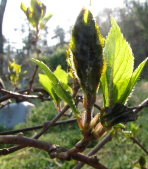 Frost-nipped kiwi leaves