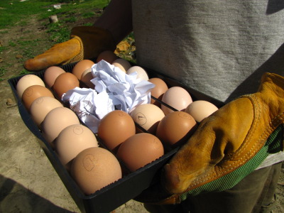 Incubator tray