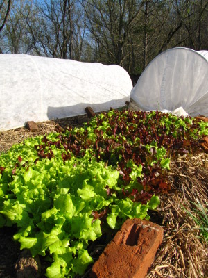 Lettuce and quick hoops