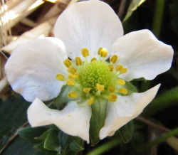 Strawberry flower