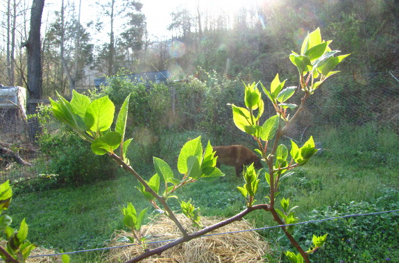 Young kiwi leaves