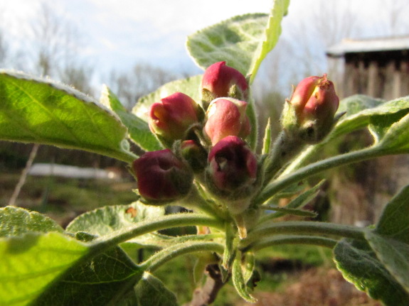 Apple flower buds