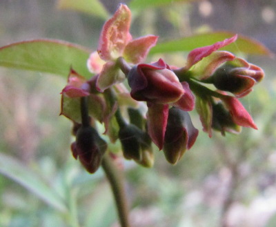 Blueberry flower buds