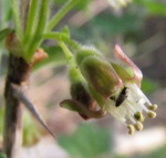 Gooseberryflower.jpg