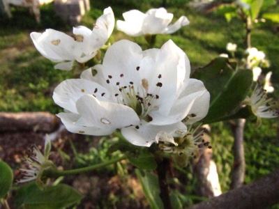 Nibbled pear flower