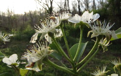 Old pear flowers