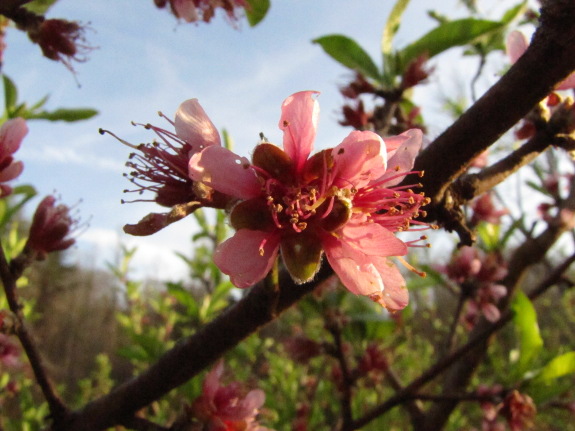 Peach flowers