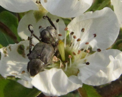 Scarab beetles: Hoplia
