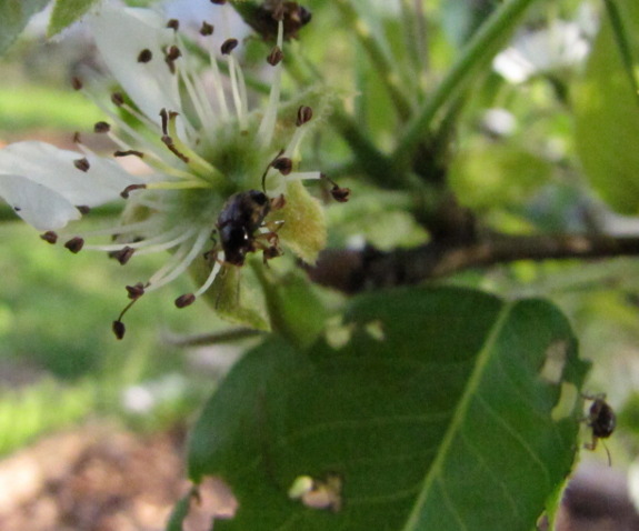 Paria beetle