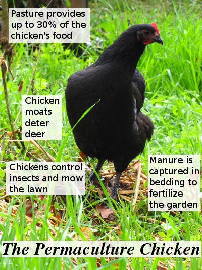 Permaculture chicken