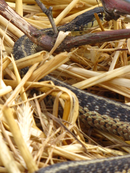 Garter snake