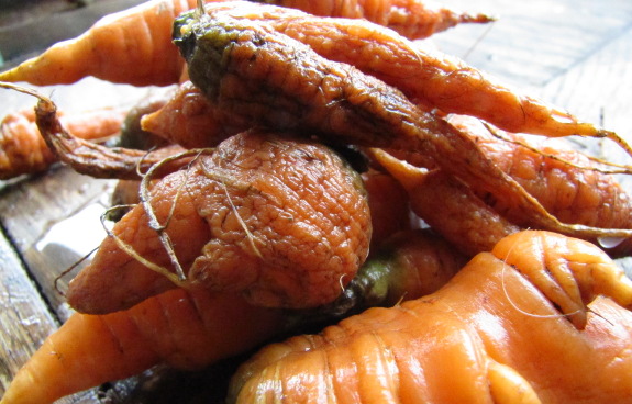 Shriveled carrots