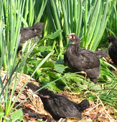 Chickens eating comfrey