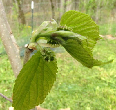 Young mulberry leaves