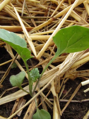 Broccoli seedling