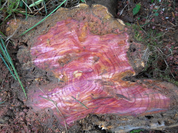 Red cedar stump