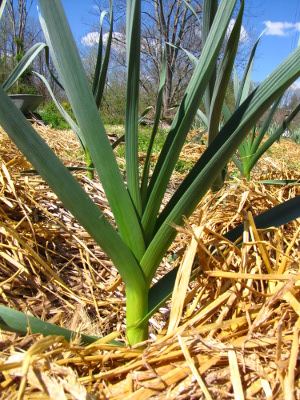 Spring garlic