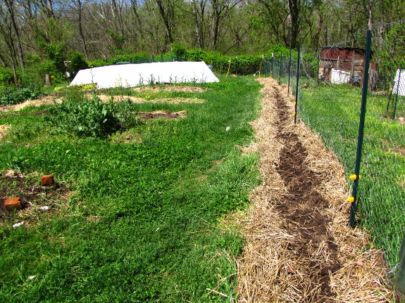 Planting asparagus