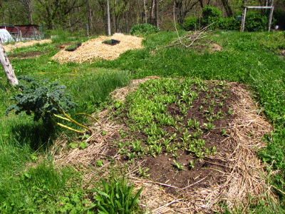 Thinning poppies