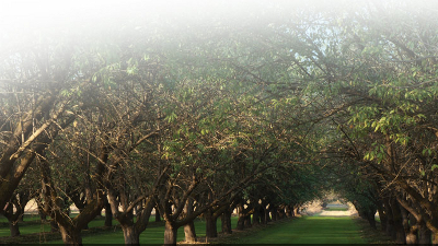 Biodynamic almonds