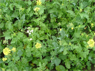 Cover crop mixture