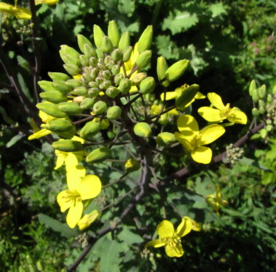 Kale flowers