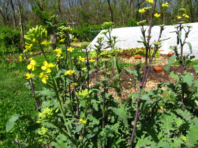 Kale going to seed