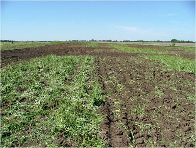 Tilling cover crops in