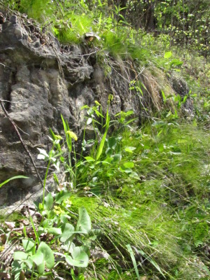 Grasses on a cliff