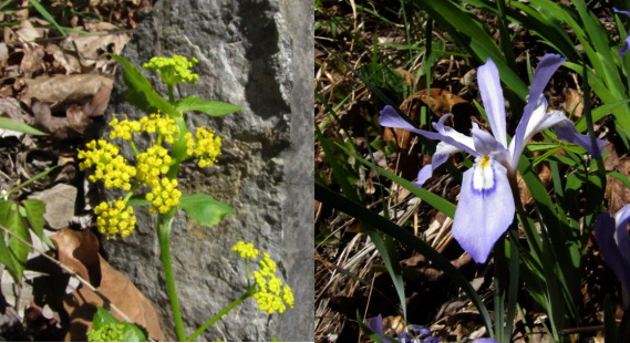 Spring wildflowers