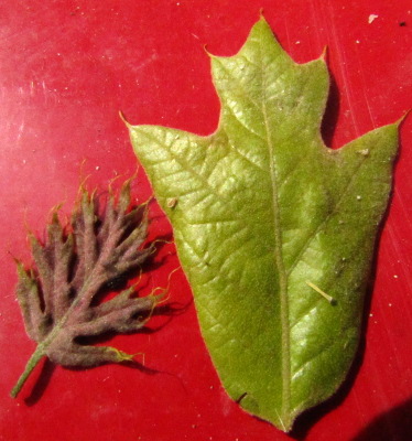 Baby oak leaves