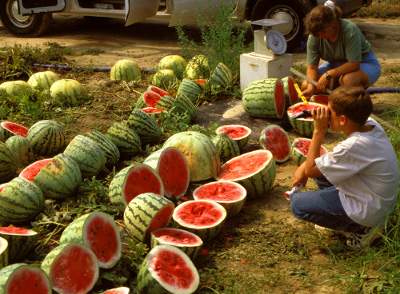 Watermelon Brix Chart