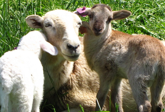 Hair sheep lambs