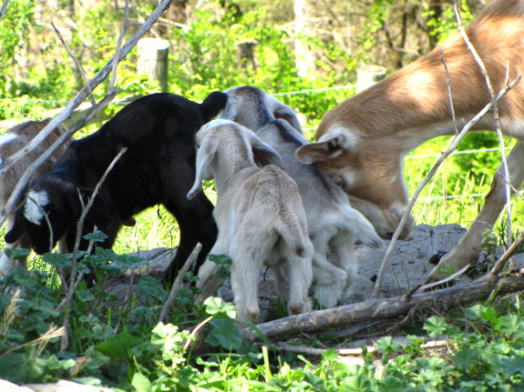 Nanny goat