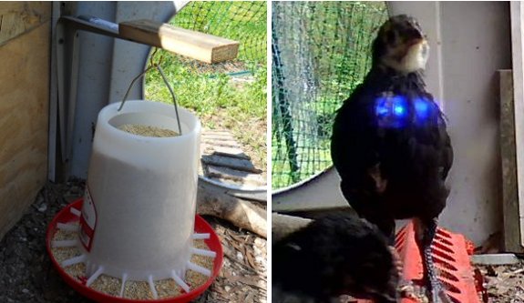 new automatic chick feeder installation tip