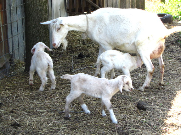 Saanen goats