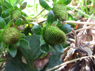 Baby strawberries