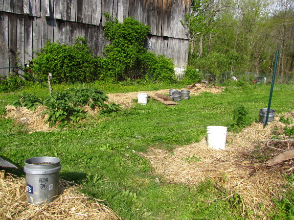 Buckets of manure